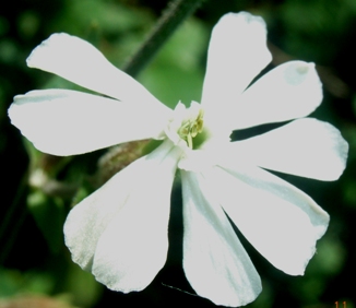 Silene latifolia